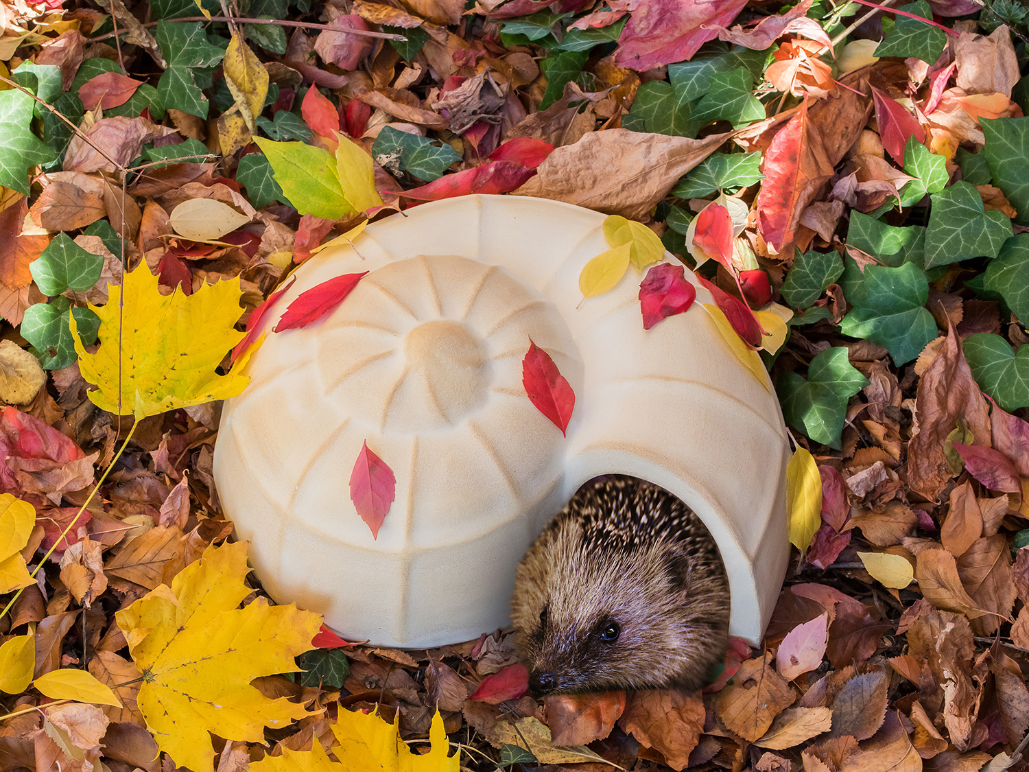 Igel-Häuser