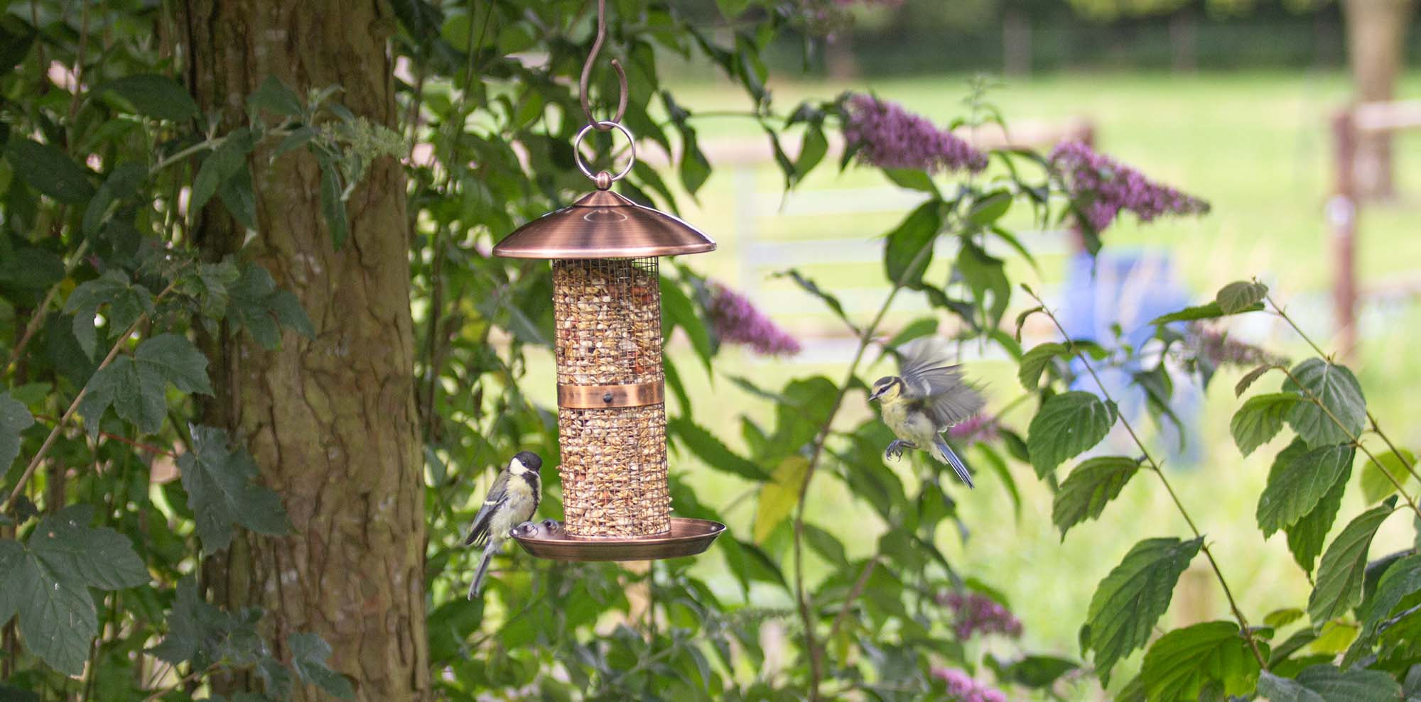 Vögel füttern – auch im Sommer